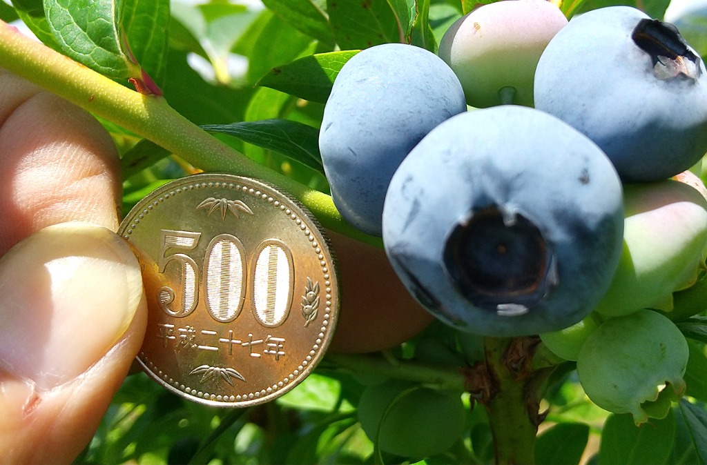 大きな粒が自慢のブルーベリー